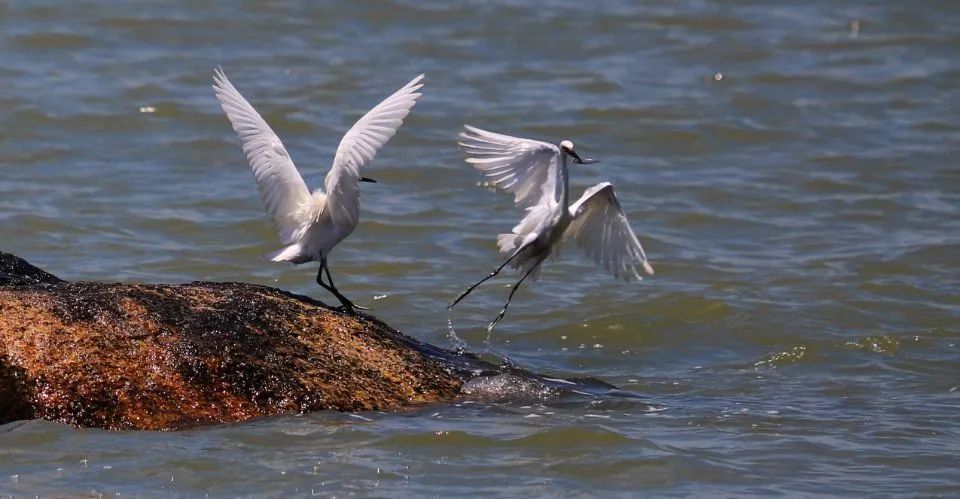 【特區(qū)40年?珠海篇】40年，珠海“變奏曲”